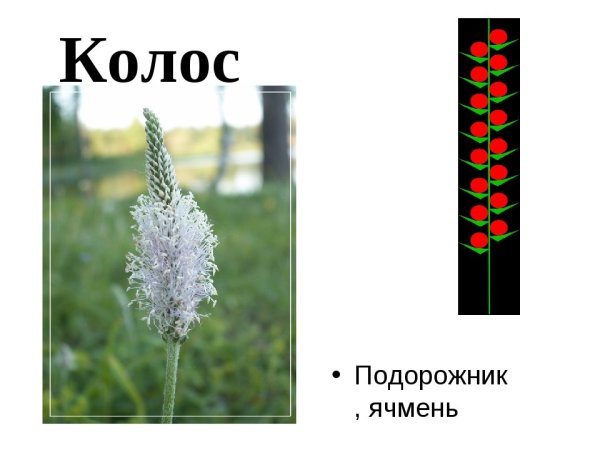 Соцветие пшеницы