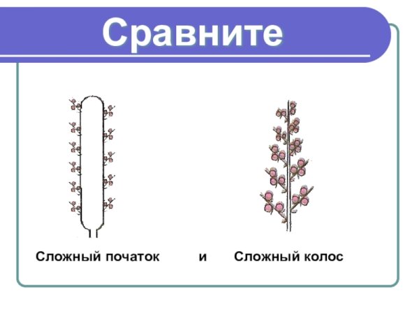 Соцветие сложный Колос схема