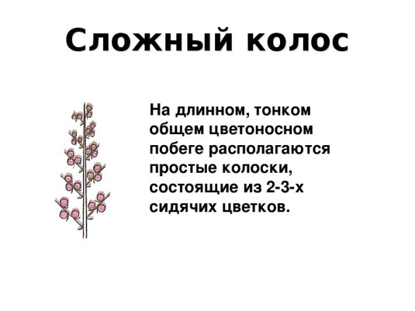 Соцветие сложная метелка