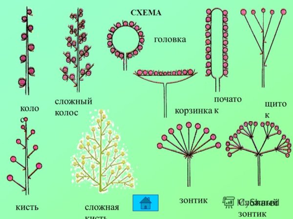 Схема соцветия метелка колосьев