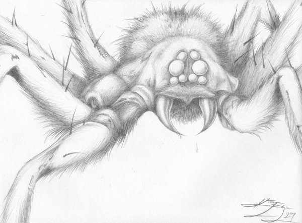 Арагог паук-Акромантул