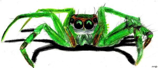 Паук цветными карандашами