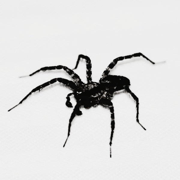 Страшный паук рисунок