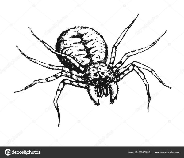 Страшный паук рисунок
