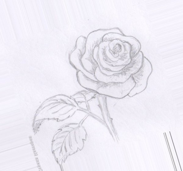 Рисунки карандашом для срисовки