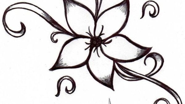 Цветы карандашом