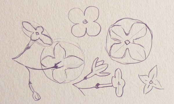 Цветы карандашом для срисовки