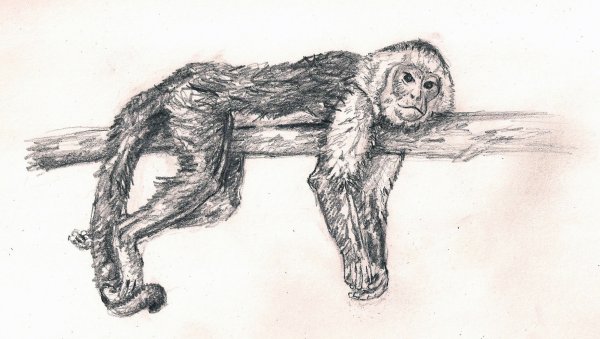 Обезьяна рисунок карандашом