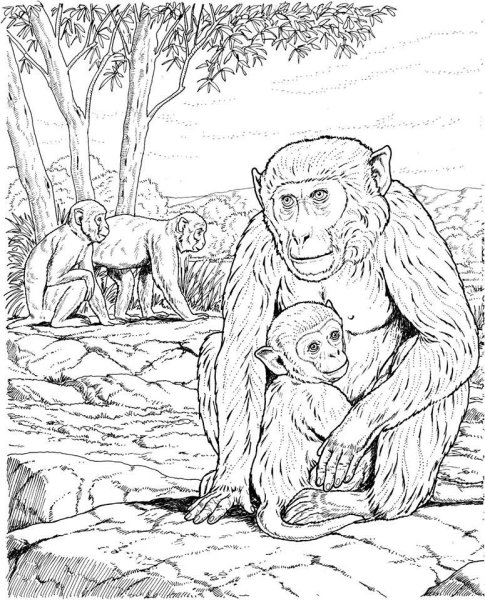 Обезьяна для рисования