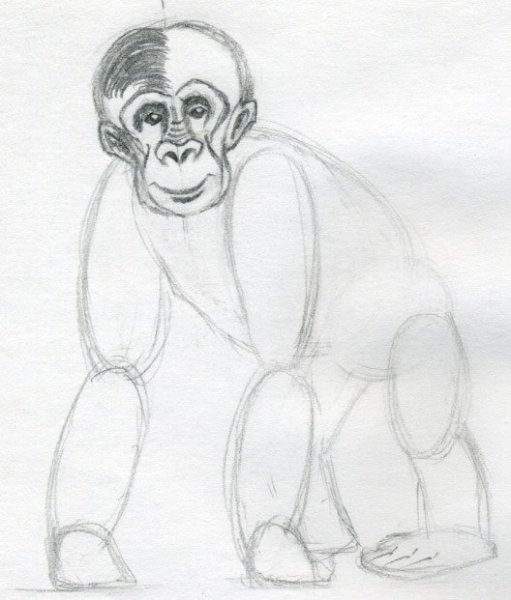 Зарисовки обезьян
