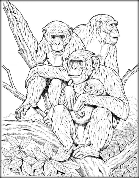 Обезьяна Эстетика карандашом