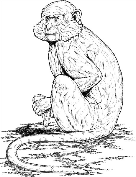 Шимпанзе рисунок для детей карандашом