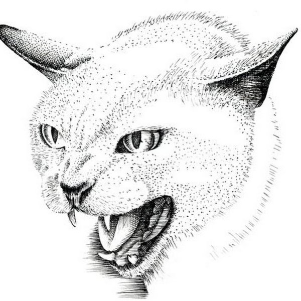 Морда кота эскиз тату