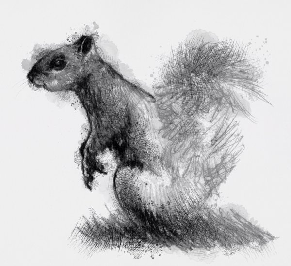 Наброски белок