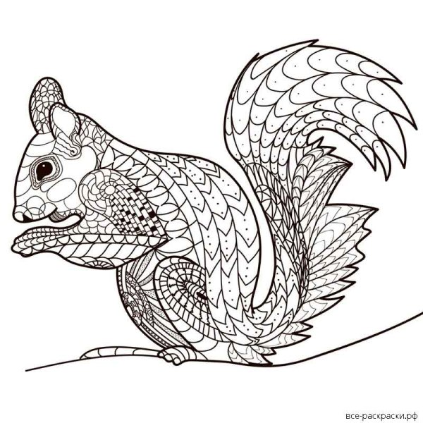 Разукрашка Белочка