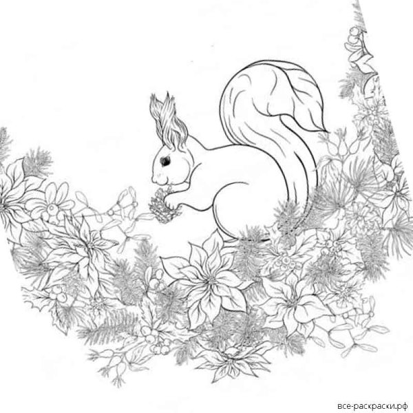 Белка на ветке раскраска