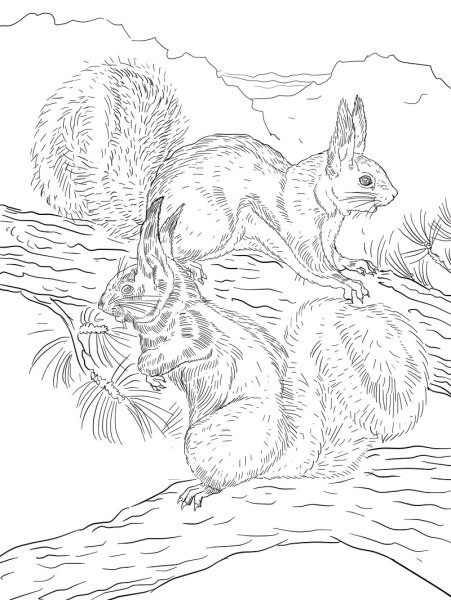 Белка с бельчатами раскраска