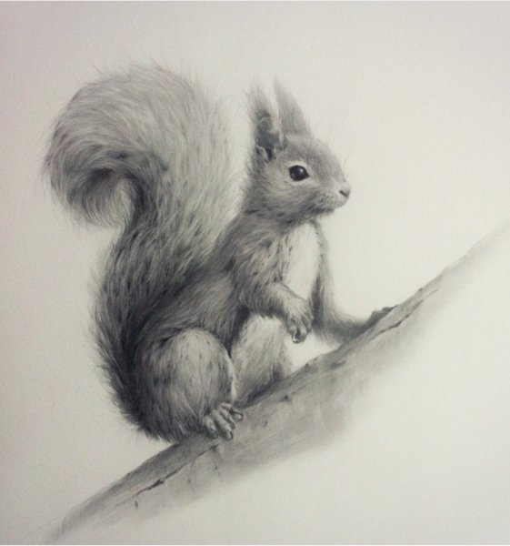 Белка карандашом