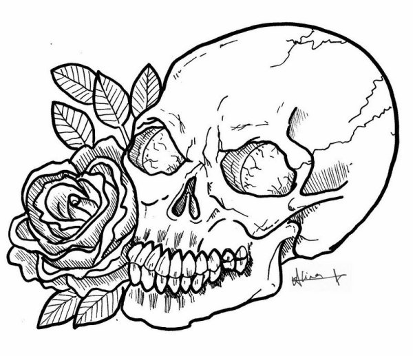 Череп для выжигания