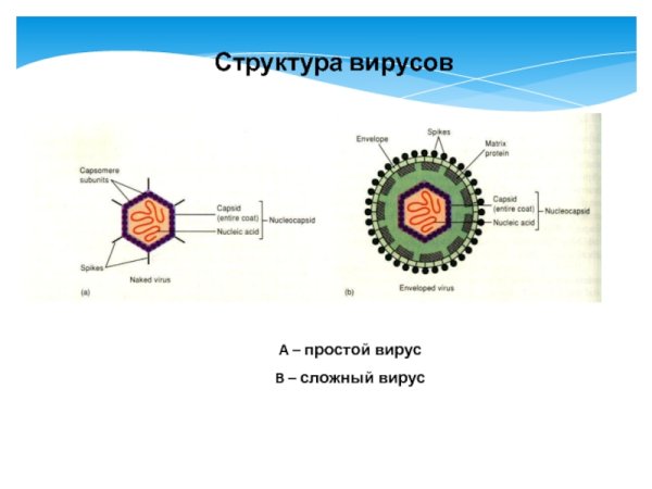 Структура вирусов. Простые и сложные вирусы.