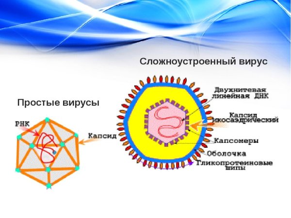 Строение простого вируса