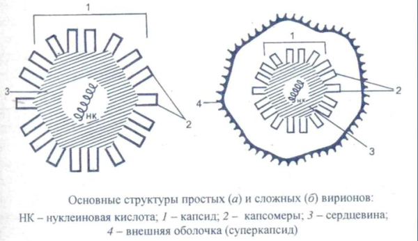 Строение простых и сложных вирусов