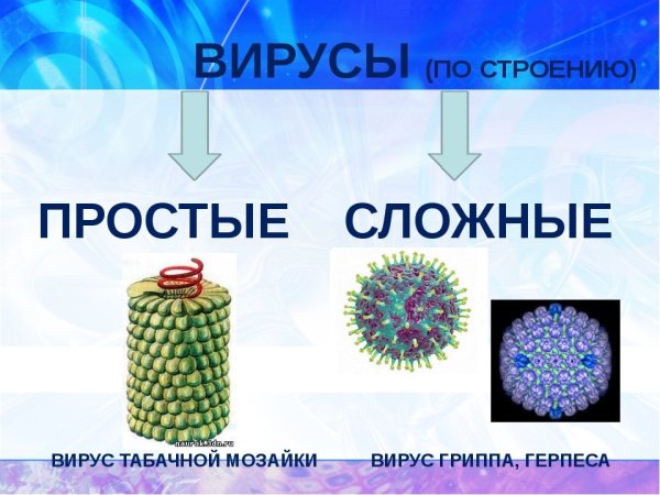 Простые и сложные вирусы