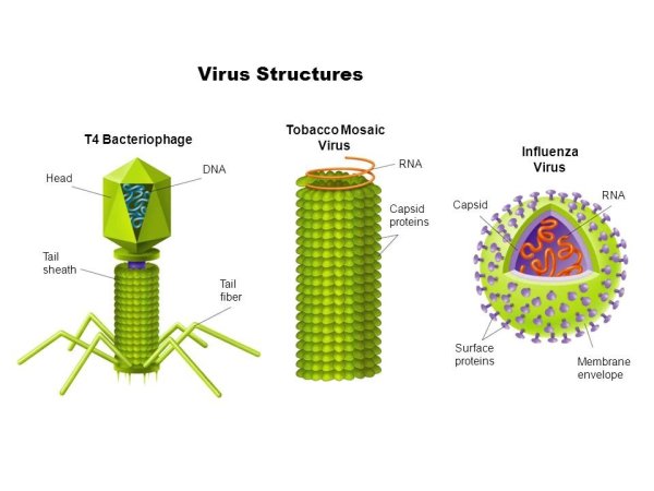 Сложные вирусы