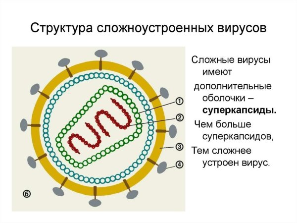 Строение вирусов сложного вируса