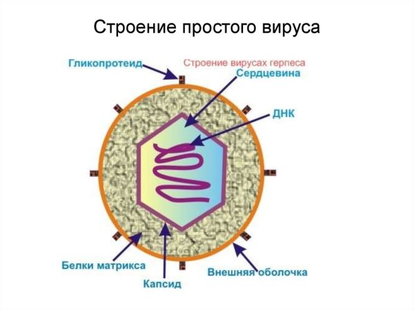 Представители царства вирусов 5 класс биология