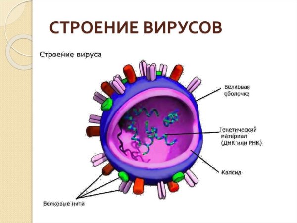 Схема строения простого вируса