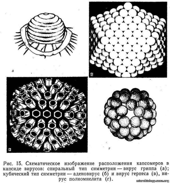 Схема клетки вируса