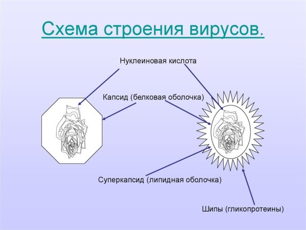 Строение вируса рисунок