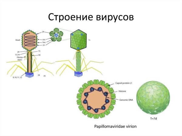 Структура простых и сложных вирионов