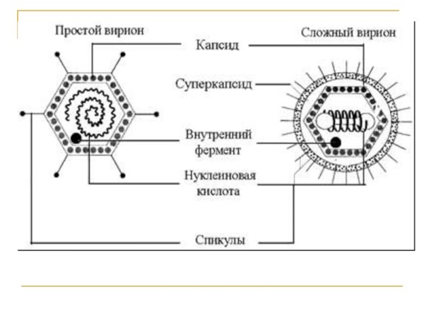 Строение вируса ДНК И капсид