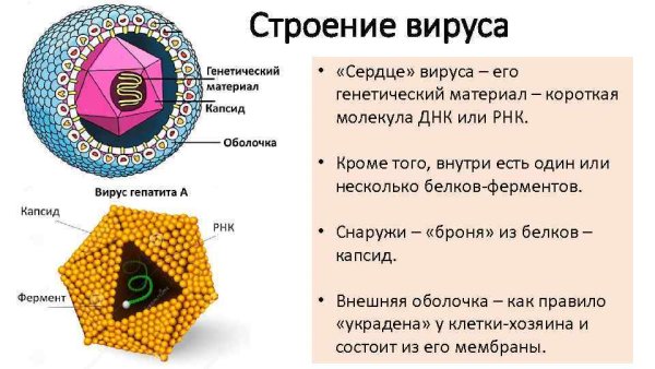 Строение вириона микробиология