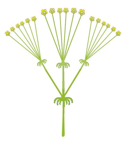 Соцветие зонтичных схема