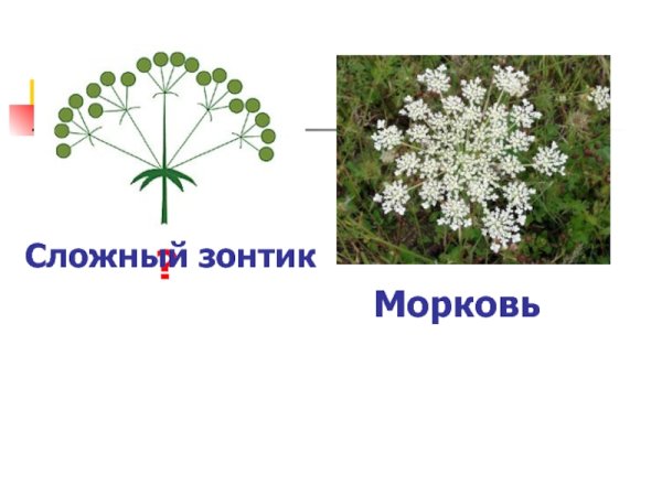 Зонтичные соцветие сложный зонтик