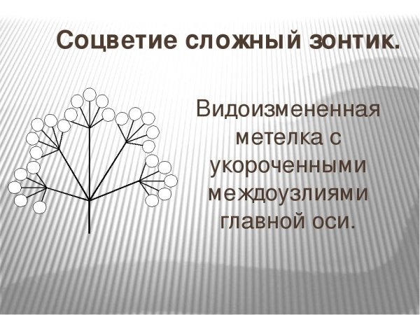 Сложный зонтик