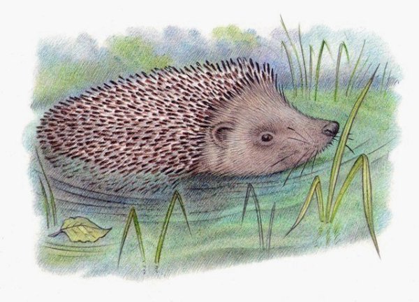 Михаил пришвин рассказ еж