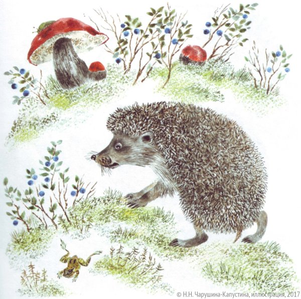 Евгений Чарушин еж