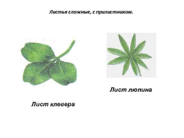 Листья яблони с прилистниками