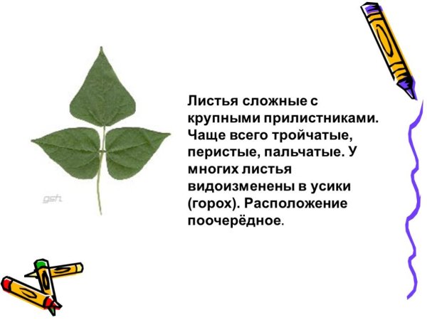 Непарноперистые листья