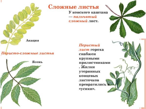 Черешковый лист без прилистников