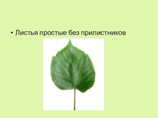 Строение листа с прилистниками