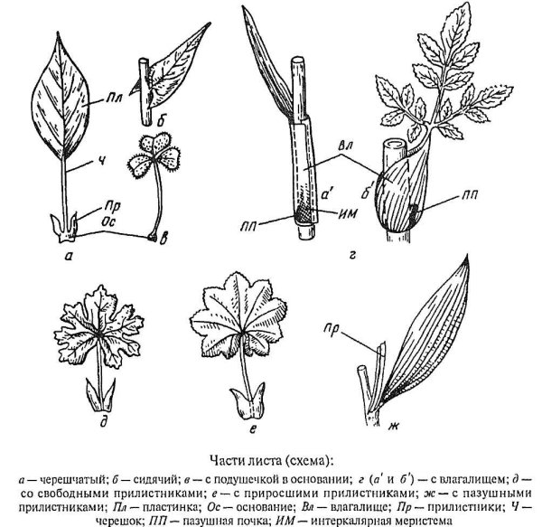 Листья перистые и пальчато сложные