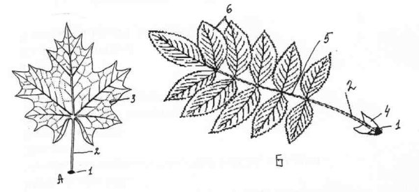 Жилкование листа земляники