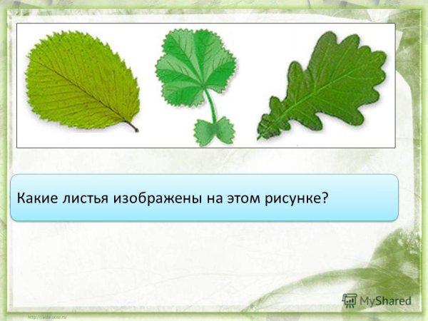 Тройчатые пальчатые и перистые листья