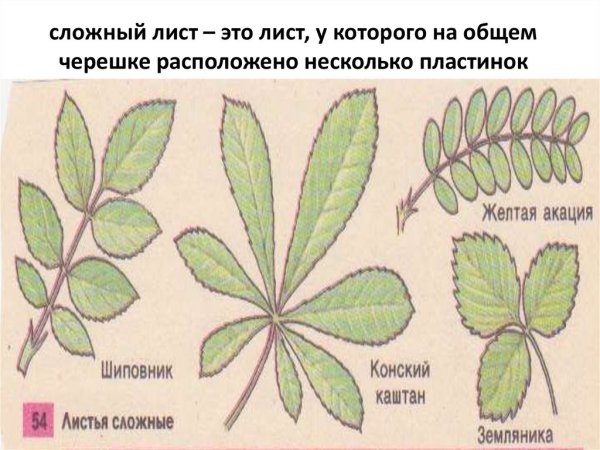 Части листа и типы прилистников