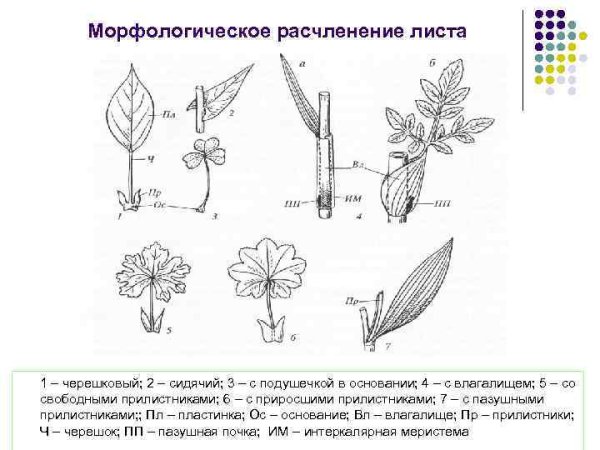 Внешнее строение листовой пластинки